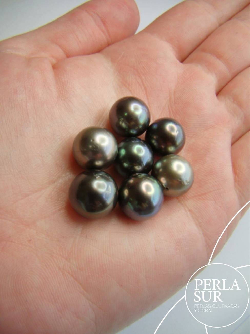 Perla 11-11'5mm Semiredonda Tahití