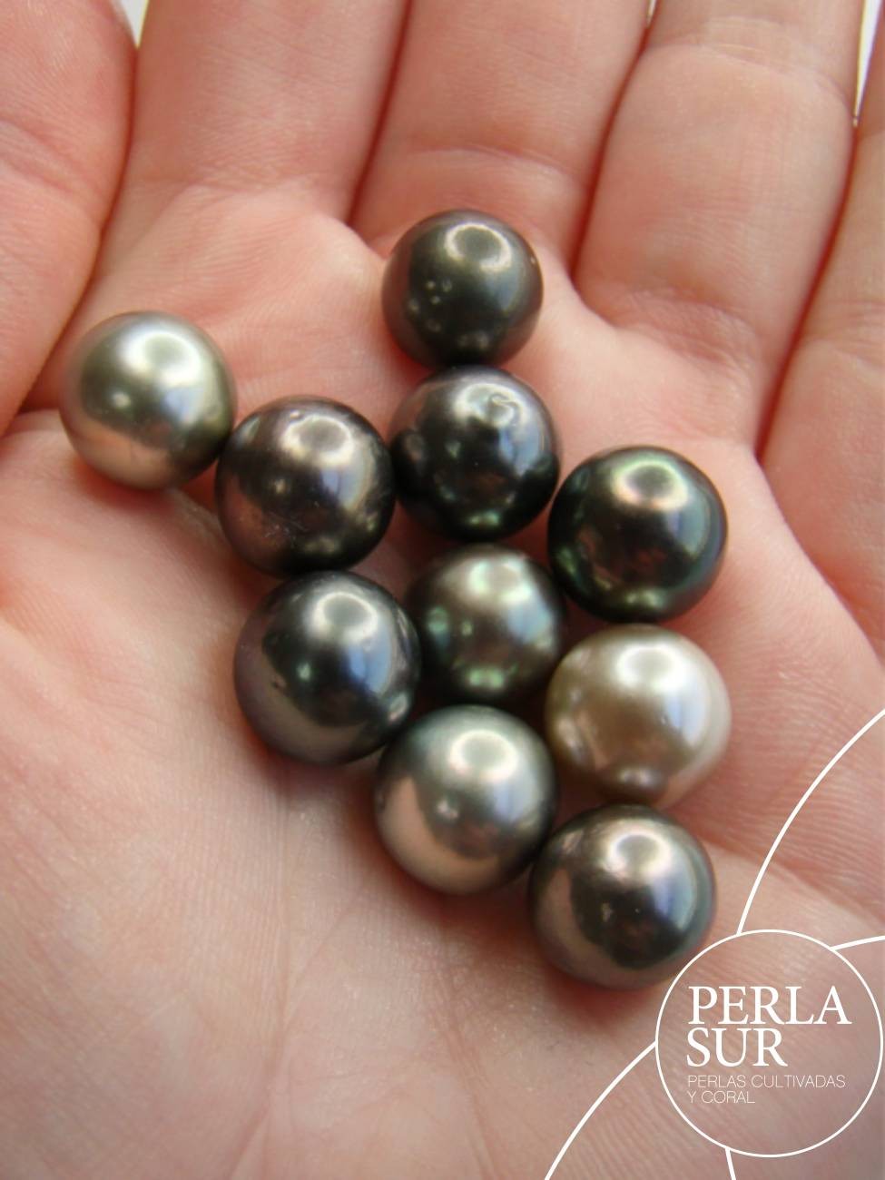Perla 11-11'5mm Semiredonda Tahití