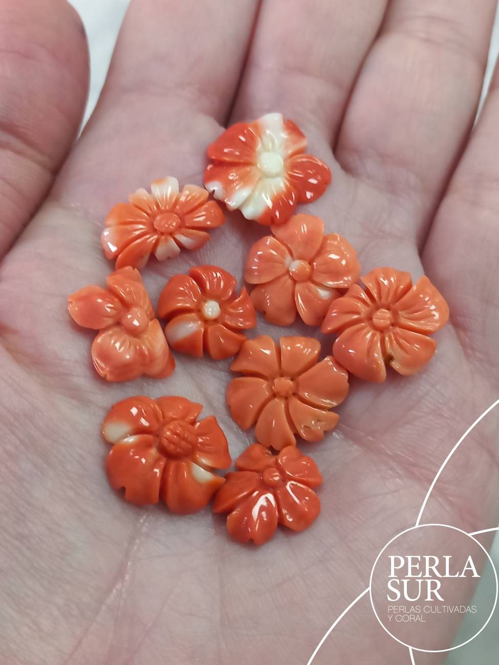 Margaritas de Coral Japonés