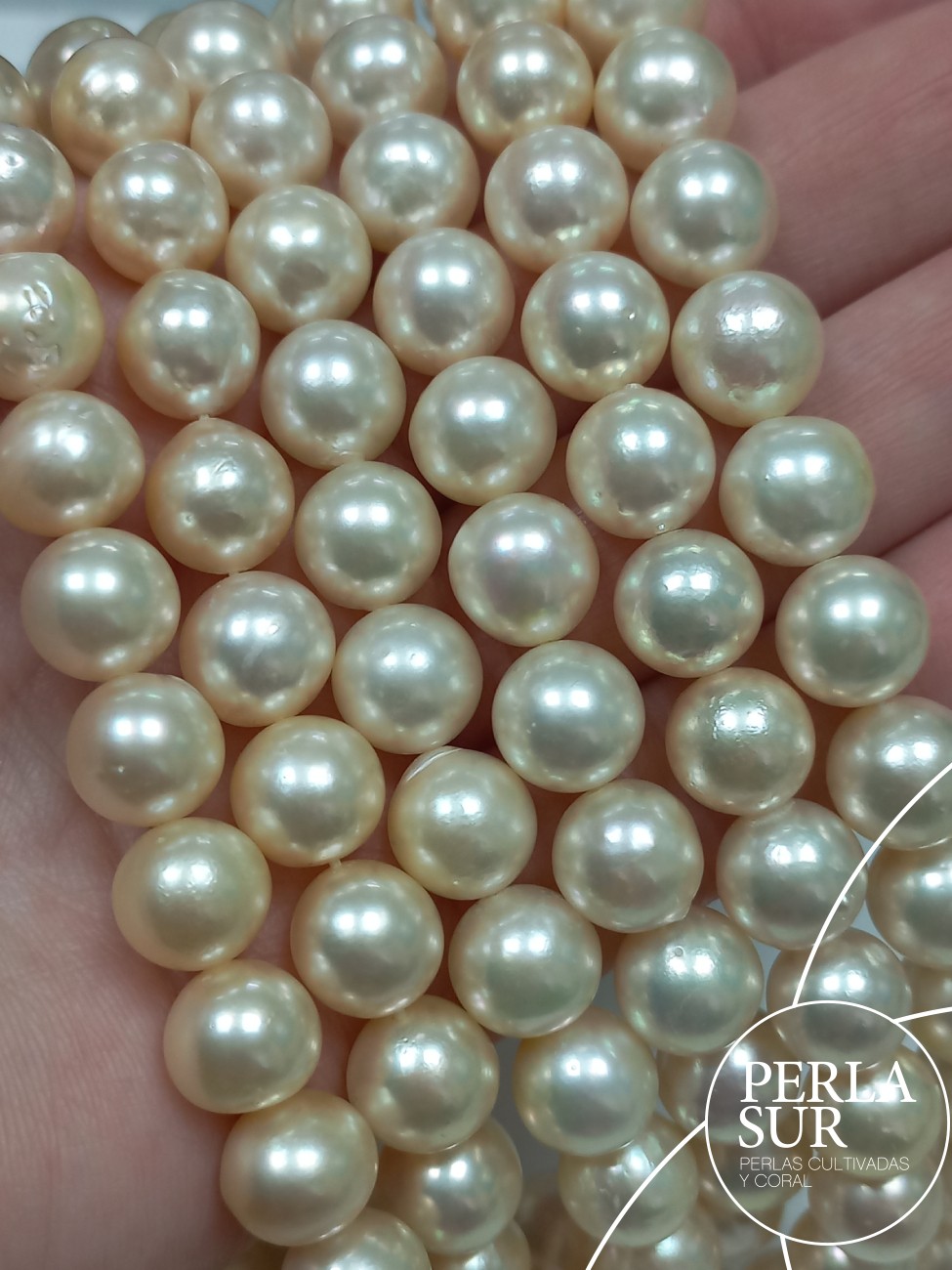 Hilo perla AKOYA 9'5-10mm Golden Semibarroca